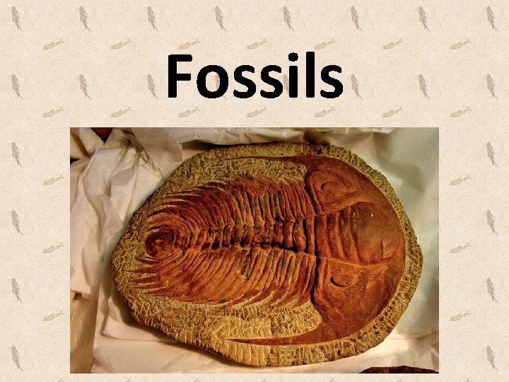 Fossils 