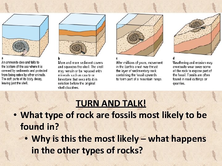 TURN AND TALK! • What type of rock are fossils most likely to be