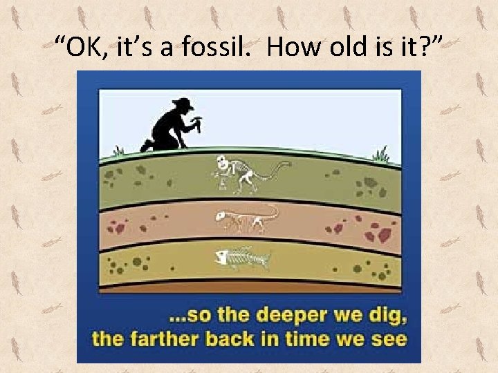 “OK, it’s a fossil. How old is it? ” 
