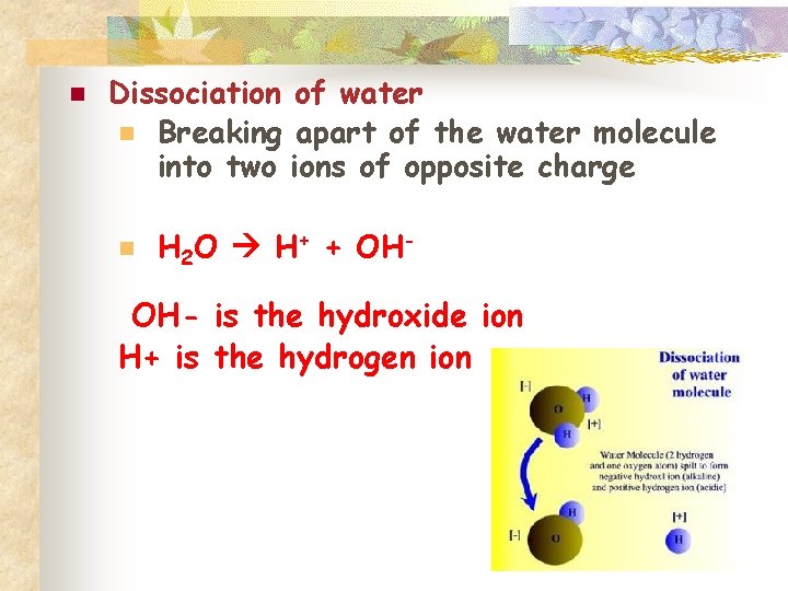 n Dissociation of water n Breaking apart of the water molecule into two ions