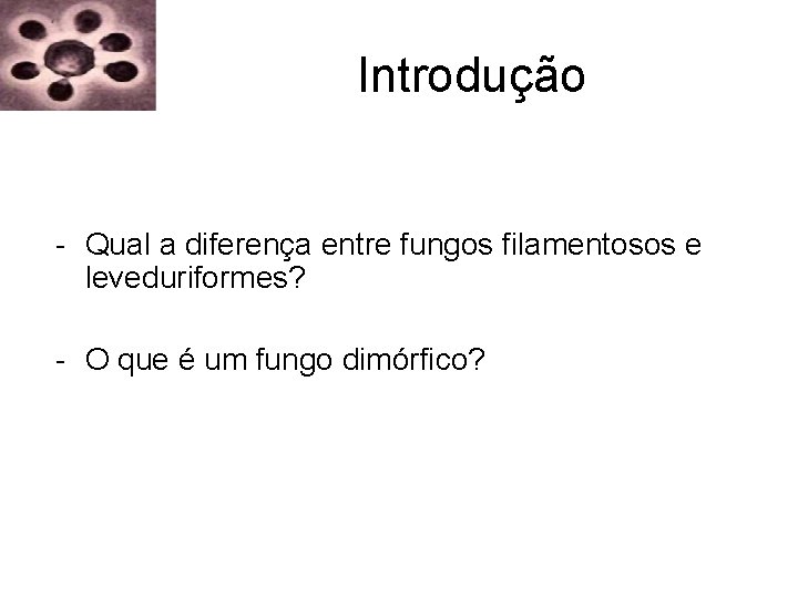 Introdução - Qual a diferença entre fungos filamentosos e leveduriformes? - O que é Introdução - Qual a diferença entre fungos filamentosos e leveduriformes? - O que é