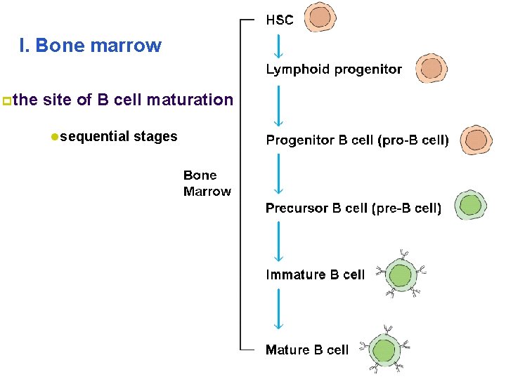I. Bone marrow pthe site of B cell maturation lsequential stages 