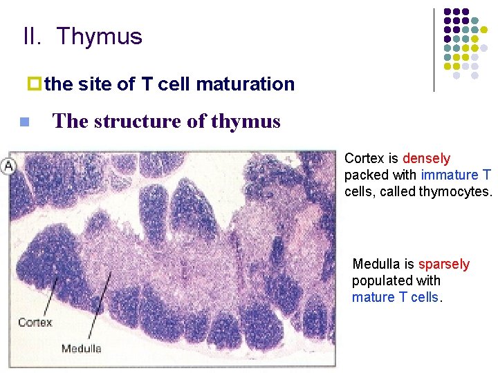 II. Thymus pthe site of T cell maturation n The structure of thymus Cortex