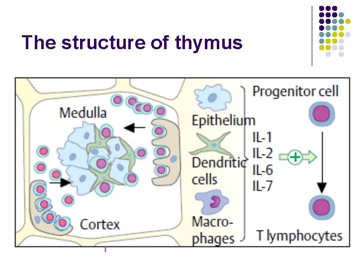 The structure of thymus 