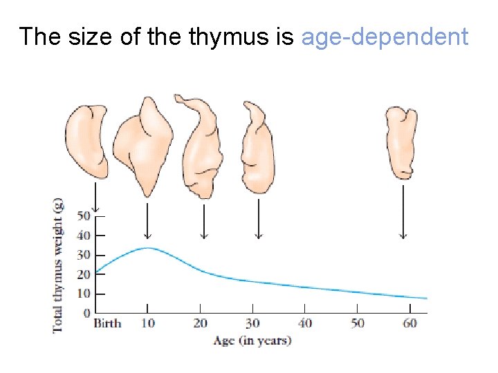 The size of the thymus is age-dependent 