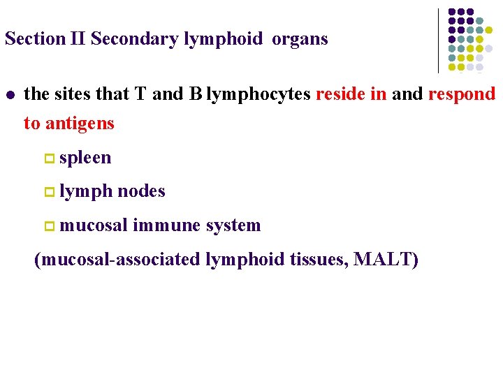 Section II Secondary lymphoid organs l the sites that T and B lymphocytes reside