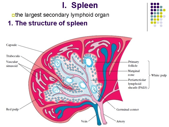 I. Spleen pthe largest secondary lymphoid organ 1. The structure of spleen 