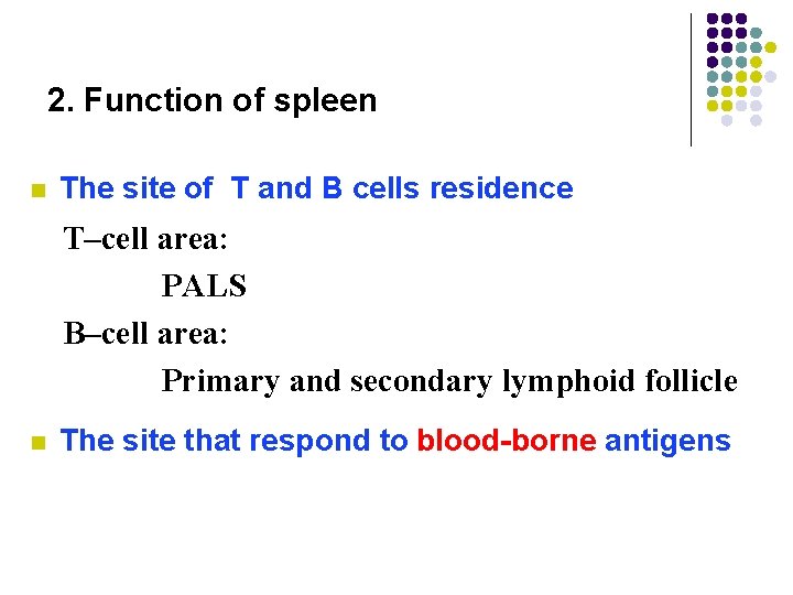 2. Function of spleen n The site of T and B cells residence T–cell