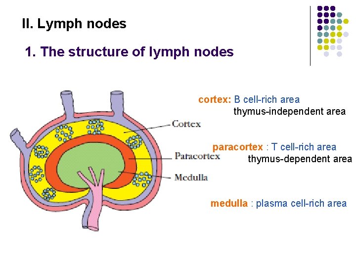 II. Lymph nodes 1. The structure of lymph nodes cortex: B cell-rich area thymus-independent