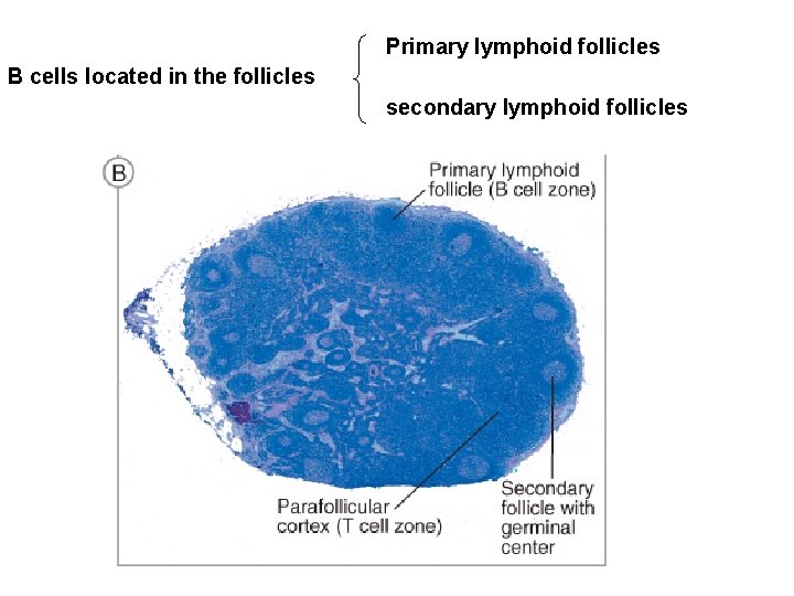 Primary lymphoid follicles B cells located in the follicles secondary lymphoid follicles 