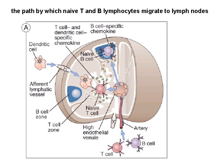 the path by which naive T and B lymphocytes migrate to lymph nodes 