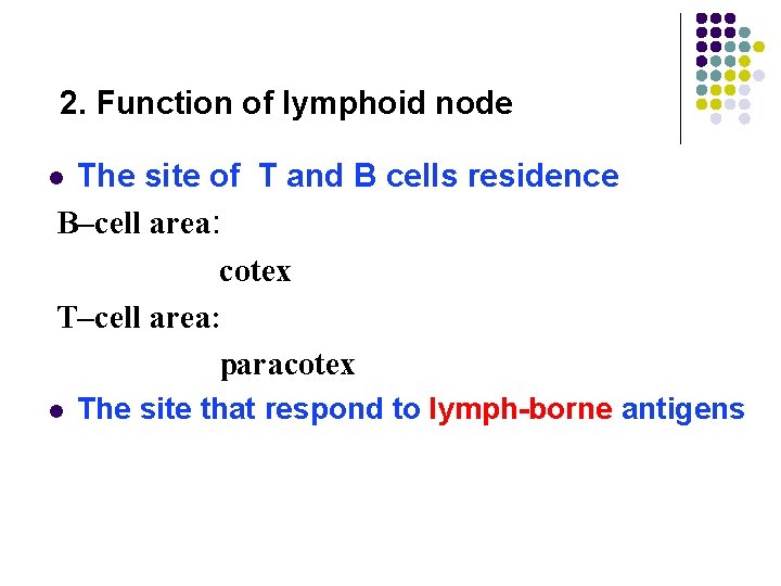 2. Function of lymphoid node The site of T and B cells residence B–cell