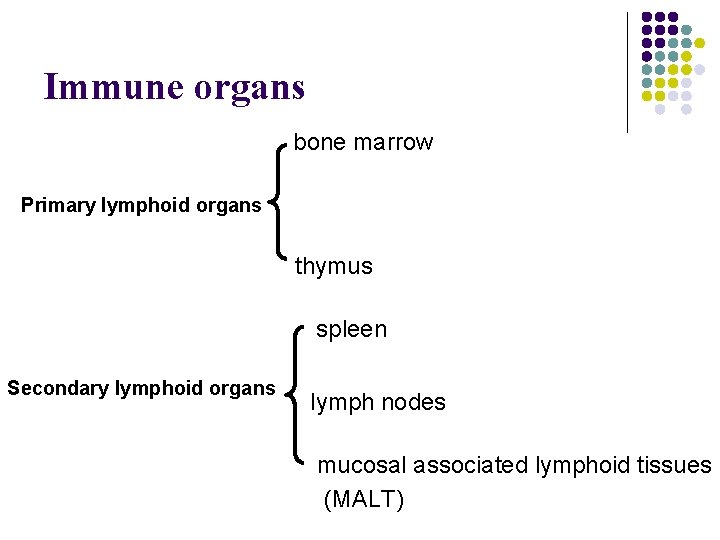 Immune organs bone marrow Primary lymphoid organs thymus spleen Secondary lymphoid organs lymph nodes