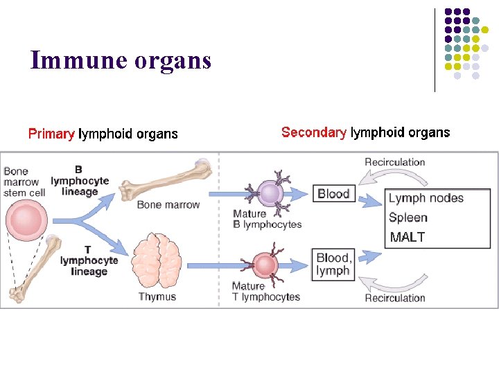 Immune organs 