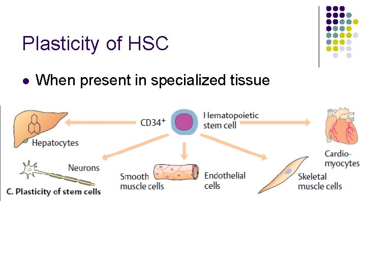 Plasticity of HSC l When present in specialized tissue 