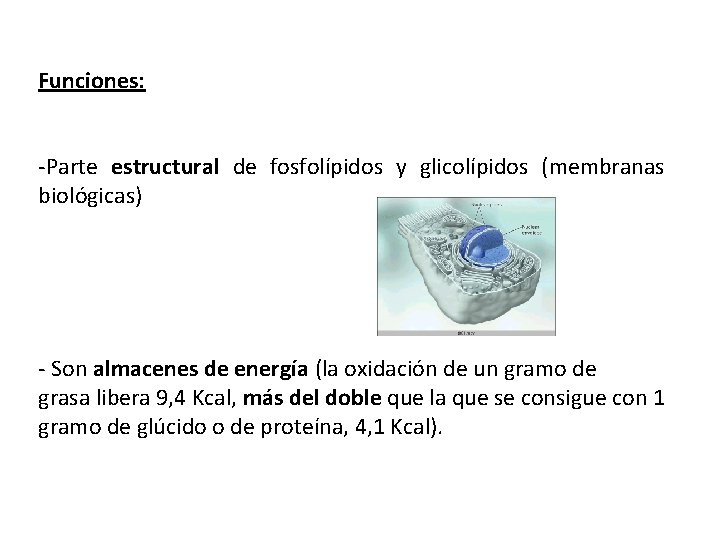 Funciones: -Parte estructural de fosfolípidos y glicolípidos (membranas biológicas) - Son almacenes de energía