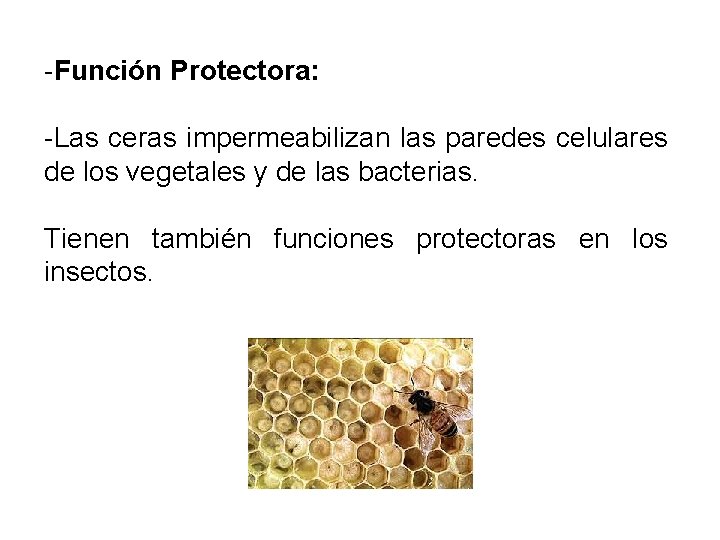 -Función Protectora: -Las ceras impermeabilizan las paredes celulares de los vegetales y de las