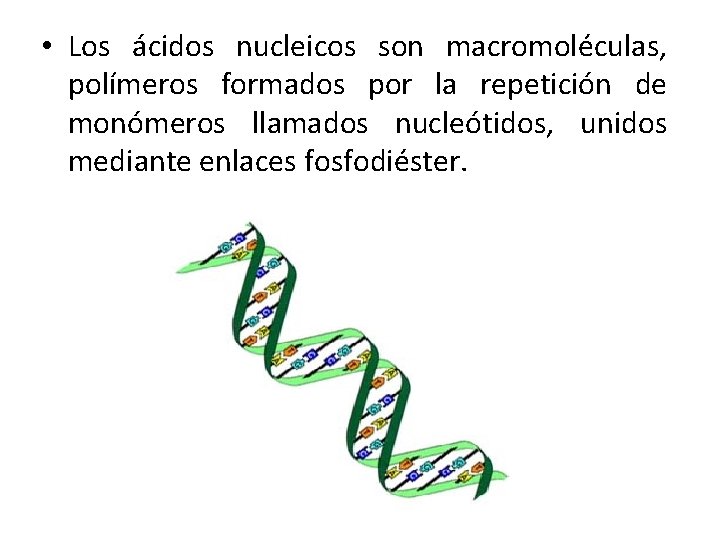  • Los ácidos nucleicos son macromoléculas, polímeros formados por la repetición de monómeros