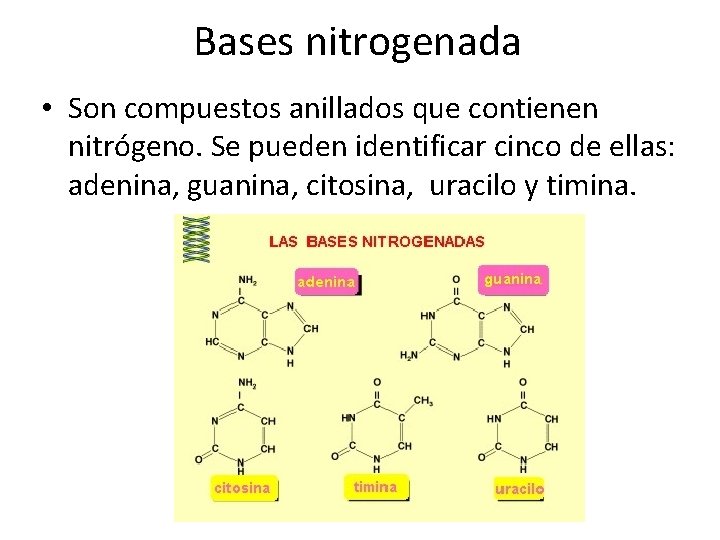 Bases nitrogenada • Son compuestos anillados que contienen nitrógeno. Se pueden identificar cinco de