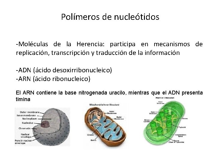 Polímeros de nucleótidos -Moléculas de la Herencia: participa en mecanismos de replicación, transcripción y