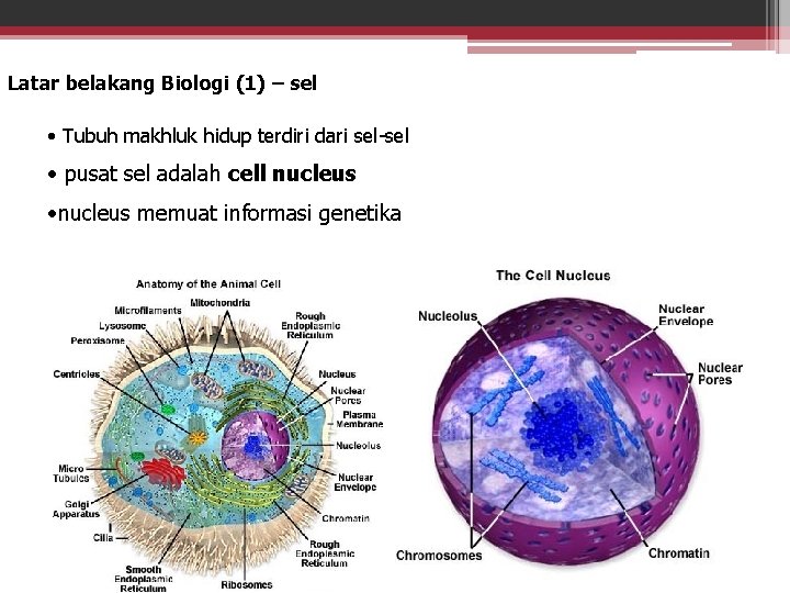 Latar belakang Biologi (1) – sel • Tubuh makhluk hidup terdiri dari sel-sel •