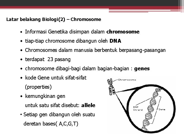 Latar belakang Biologi(2) – Chromosome • Informasi Genetika disimpan dalam chromosome • tiap-tiap chromosome