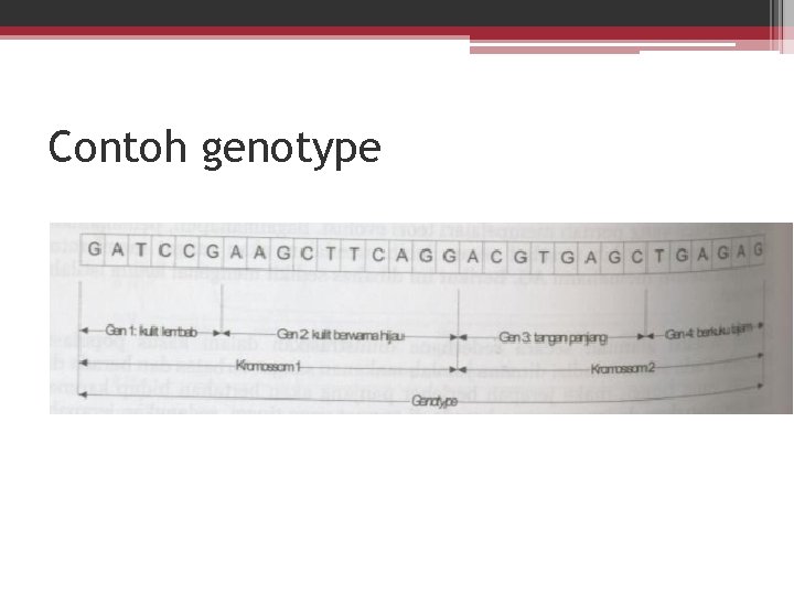 Contoh genotype 