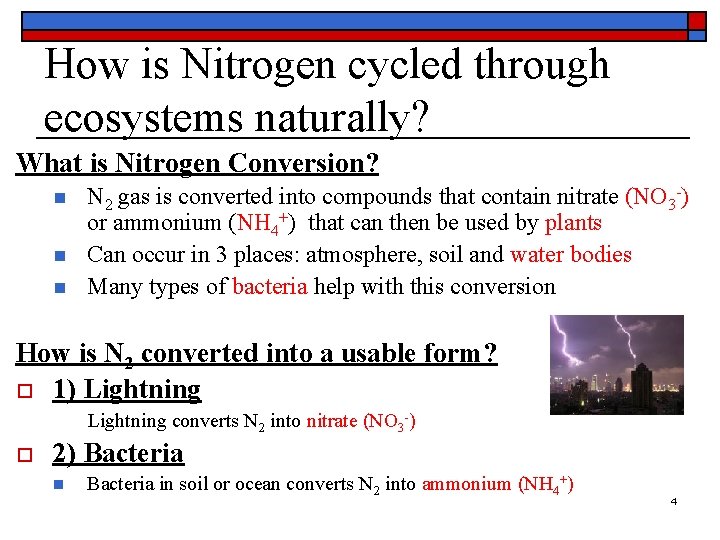 The Nitrogen Cycle Name Date Period 1 The
