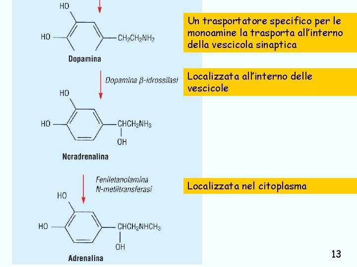 Un trasportatore specifico per le monoamine la trasporta all’interno della vescicola sinaptica Localizzata all’interno