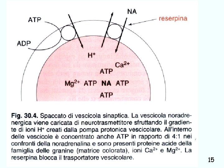 trasmissione catecolaminergica Giuseppe Nocentini, Dip. Medicina Clinica e Sperimentale, Università degli Studi di Perugia