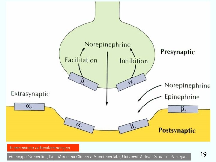 trasmissione catecolaminergica Giuseppe Nocentini, Dip. Medicina Clinica e Sperimentale, Università degli Studi di Perugia