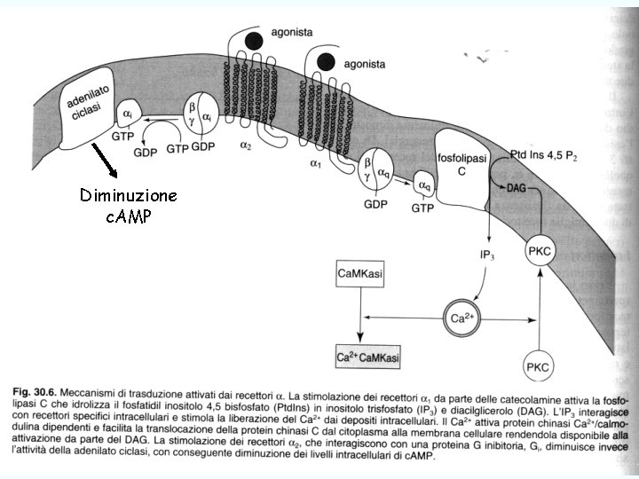 Diminuzione c. AMP trasmissione catecolaminergica Giuseppe Nocentini, Dip. Medicina Clinica e Sperimentale, Università degli