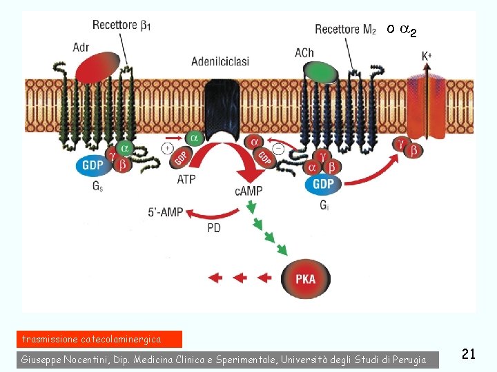 o 2 trasmissione catecolaminergica Giuseppe Nocentini, Dip. Medicina Clinica e Sperimentale, Università degli Studi