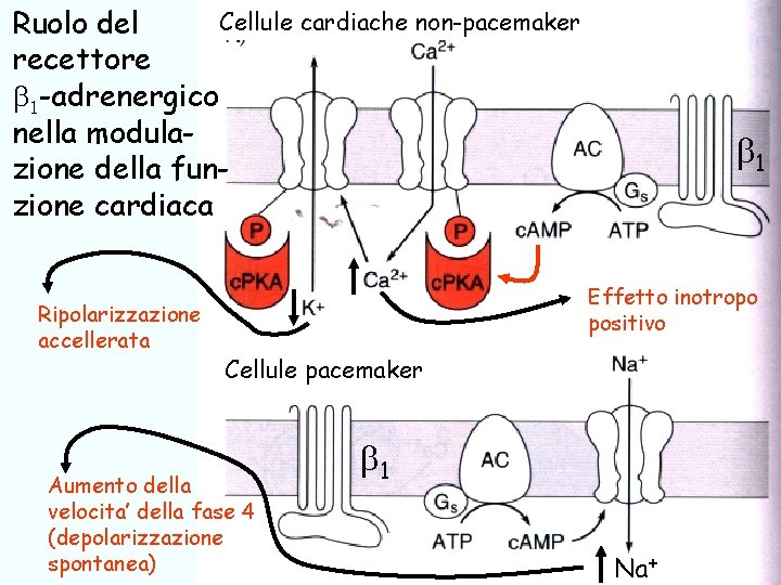 Cellule cardiache non-pacemaker Ruolo del recettore 1 -adrenergico nella modulazione della funzione cardiaca Ripolarizzazione