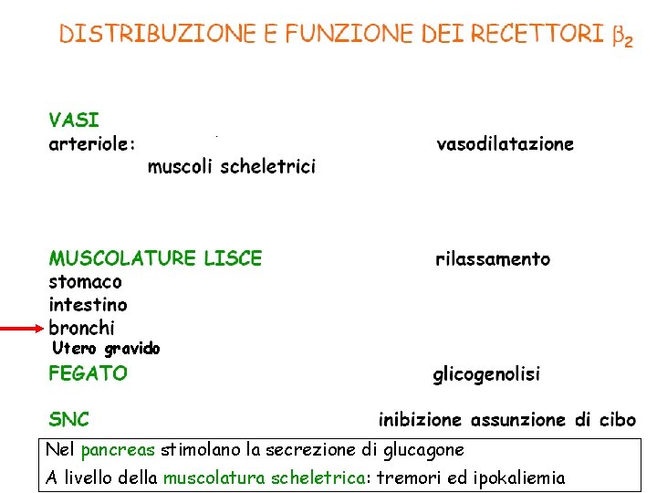 Utero gravido trasmissione catecolaminergica Nel pancreas stimolano la secrezione di glucagone Giuseppe Nocentini, Medicina
