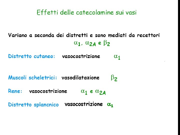 vasocostrizione 1 trasmissione catecolaminergica Giuseppe Nocentini, Dip. Medicina Clinica e Sperimentale, Università degli Studi