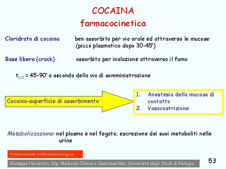 COCAINA farmacocinetica Cloridrato di cocaina ben assorbito per via orale ed attraverso le mucose