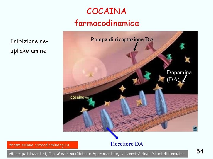 COCAINA farmacodinamica Inibizione re- Pompa di ricaptazione DA uptake amine Dopamina (DA) trasmissione catecolaminergica