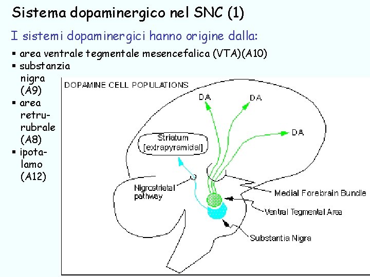 Sistema dopaminergico nel SNC (1) I sistemi dopaminergici hanno origine dalla: § area ventrale