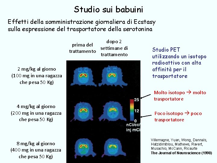 Studio sui babuini Effetti della somministrazione giornaliera di Ecstasy sulla espressione del trasportatore della