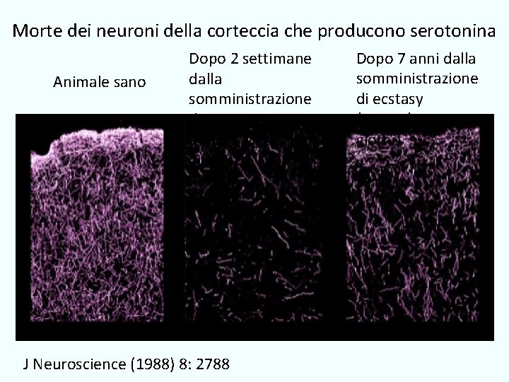 Morte dei neuroni della corteccia che producono serotonina Animale sano Dopo 2 settimane dalla