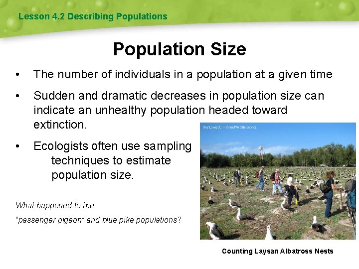 Lesson 4. 2 Describing Populations Population Size • The number of individuals in a