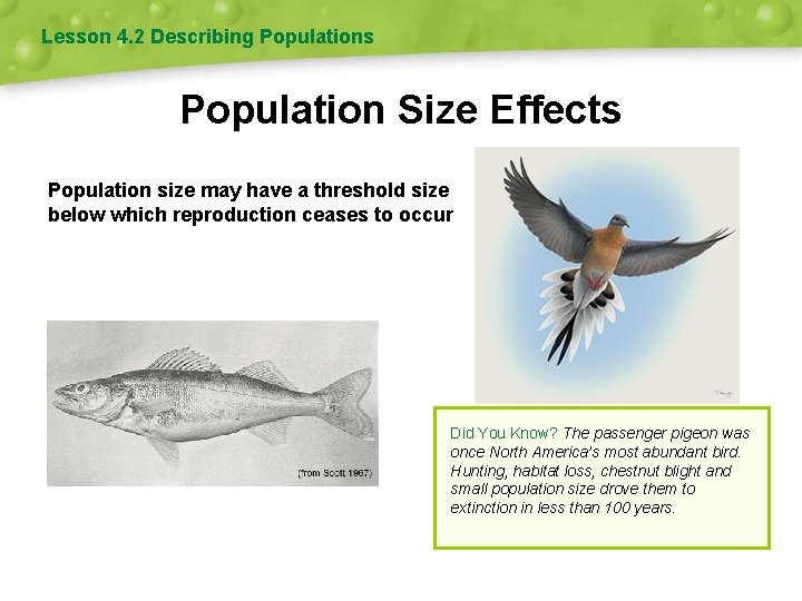 Lesson 4. 2 Describing Populations Population Size Effects Population size may have a threshold