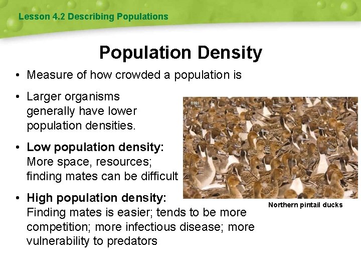 Lesson 4. 2 Describing Populations Population Density • Measure of how crowded a population