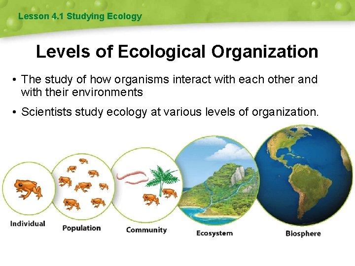 Lesson 4. 1 Studying Ecology Levels of Ecological Organization • The study of how