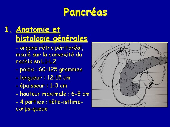 Pancréas 1. Anatomie et histologie générales - organe rétro péritonéal, moulé sur la convexité