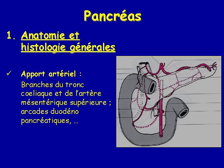 Pancréas 1. Anatomie et histologie générales ü Apport artériel : Branches du tronc coeliaque