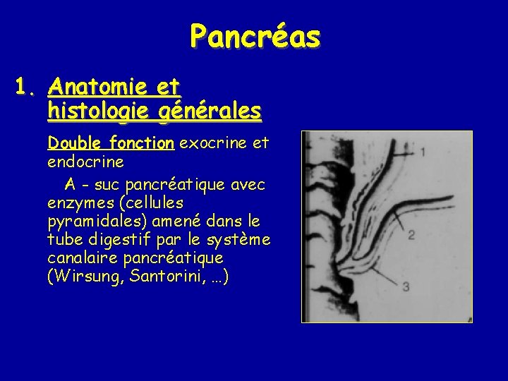 Pancréas 1. Anatomie et histologie générales Double fonction exocrine et endocrine A - suc Pancréas 1. Anatomie et histologie générales Double fonction exocrine et endocrine A - suc