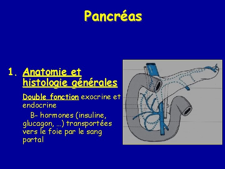 Pancréas 1. Anatomie et histologie générales Double fonction exocrine et endocrine B- hormones (insuline,