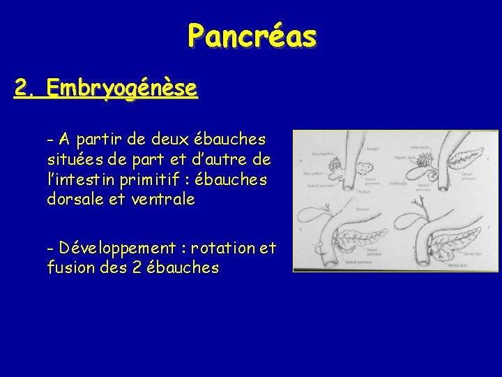 Pancréas 2. Embryogénèse - A partir de deux ébauches situées de part et d’autre